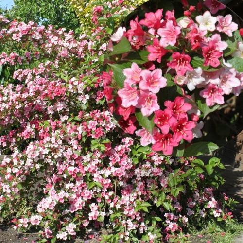 Weigela 'Carnaval' - Veigela 'Carnaval' C2/2L